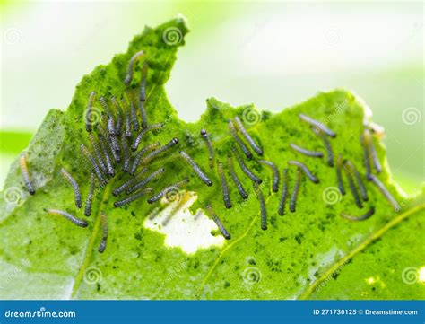 Newly Emerged Larvae of Cabbage White Butterfly Stock Image - Image of ...