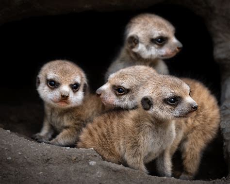 Baby Meerkats Debut at LA Zoo – NBC Los Angeles