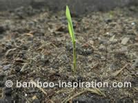 Potting Bamboo Seedlings and Shoots