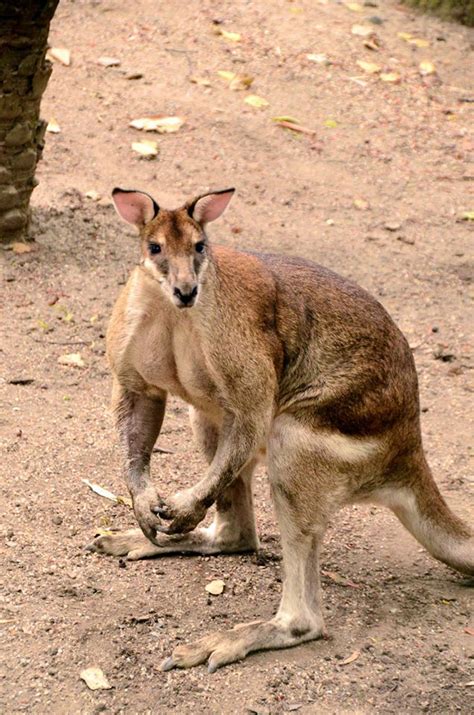 Macropods at Wildlife Habitat - Wildlife Habitat Port Douglas