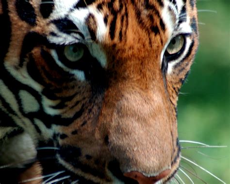 The Eye of the Tiger. Taken at the Birmingham Zoo. | Birmingham zoo ...