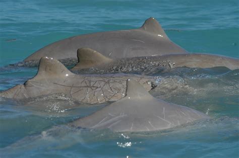 Australian Snubfin Dolphin – "OCEAN TREASURES" Memorial Library