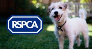 RSPCA to lay off staff at Brent Knoll animal centre as pandemic hits funds