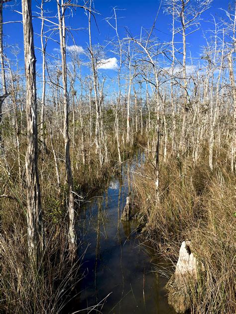 How to Hike Through Big Cypress Swamp - The Thousand Miler