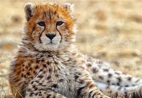 Iran's Rare Asiatic Cheetah Cub Dies of Kidney Failure - Society/Culture news - Tasnim News Agency
