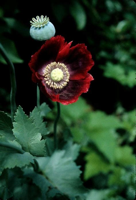 Exotic Poppy Flowers