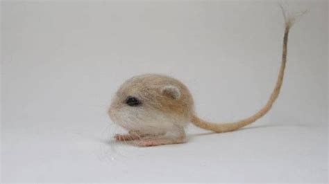 Meet Baluchistan Pygmy Jerboa, the only rodent you will find cute ...