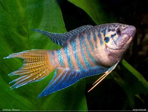 Macropodus opercularis – Paradise Fish (Macropodus chinensis, Labrus ...