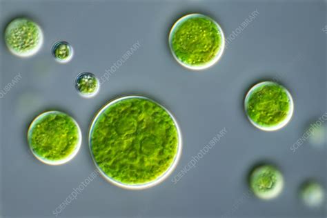 Chlorella sp., green algae, light micrograph - Stock Image - C054/4873 ...