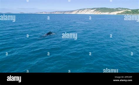 Orca baby wild Stock Videos & Footage - HD and 4K Video Clips - Alamy