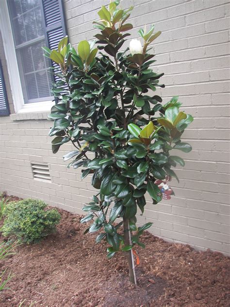 Dwarf Evergreen Magnolia Trees - Mbi Garden Plant