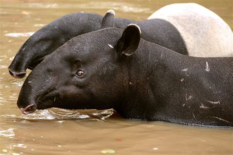 10 Facts About Tapir You Didn’t Know – Page 2 – Animal Encyclopedia