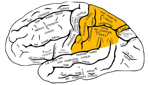 Parietal Lobe | Function, Position, Anatomy, Diseases & Syndrome