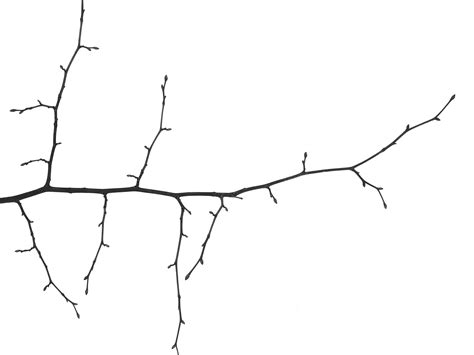 Branch