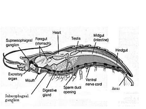 Chapter 9 arthropods