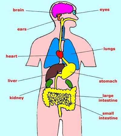 Human Body Organs Labeled For Kids - keekmail