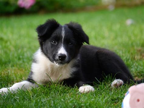 Border Collie Puppy Dog Green - Free photo on Pixabay - Pixabay