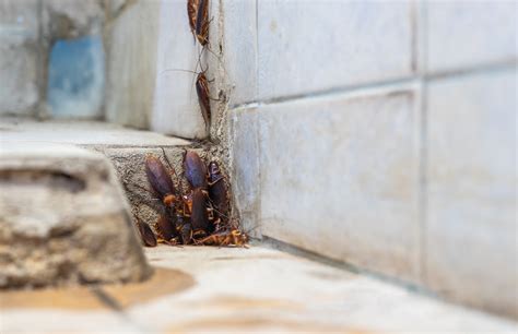 Cockroach Infestation: Signs, Risks, and Removal Solutions - James ...