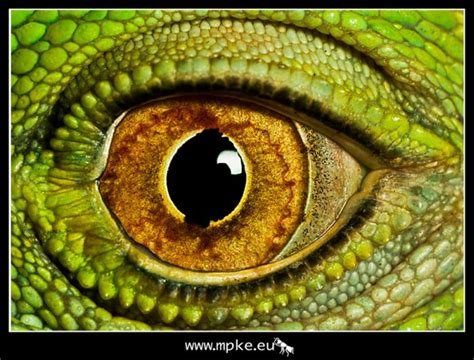 Mesmerizing Eyes Photography (20 pics)