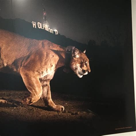 Natural History Museum Debuts New Exhibit about Mountain Lion P-22