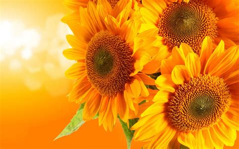 3d Sunflower Wallpapers For Desktop - Wallpaper Cave