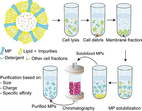 A schematic illustration of membrane protein (MP) expression and ...