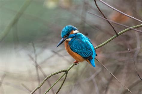 Close-Up Shot of a Kingfisher · Free Stock Photo