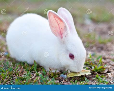 Conejo Blanco Fotografía de archivo - Imagen: 22405792