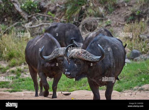 Herd of african cape buffalo standing in the bush Stock Photo - Alamy