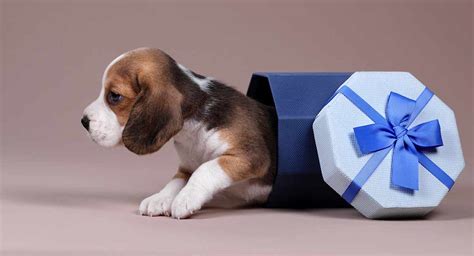 Beagle Gifts - Great Ideas For The Beagle Lover In Your Life