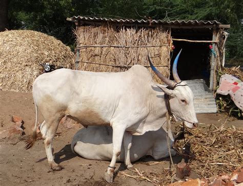 Free Images : farm, pasture, agriculture, bull, vertebrate, india, ox ...