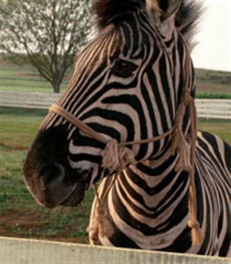 Racing Stripes: Racing Stripes Sandy