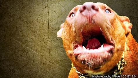 Child severely injured after dog bites face in Wayne County