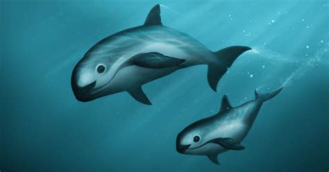 Save the Vaquita Porpoise — Porpoise Conservation Society