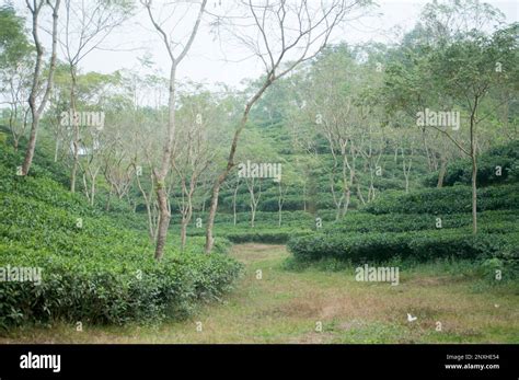 Natural beauty scene of tea garden, water fall in Sylhet, Bangladesh ...