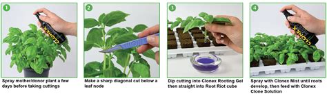 Plant Cloning 101 - Taking Cuttings. How To Take a Plant Cutting Series