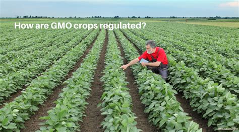 GMO Crops: Safety, Regulation and Sustainability Insights – Food Insight