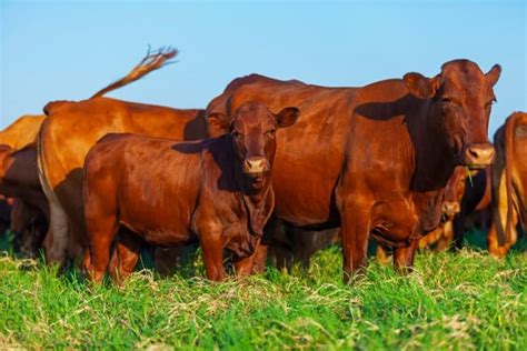 Bonsmara Cattle Breed: Pictures, Facts, Uses, Origins & Characteristics | Animal World