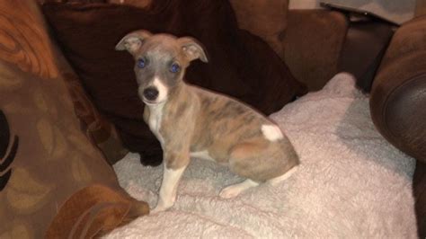 Whippet Puppies For Sale | California Avenue, NJ #282855