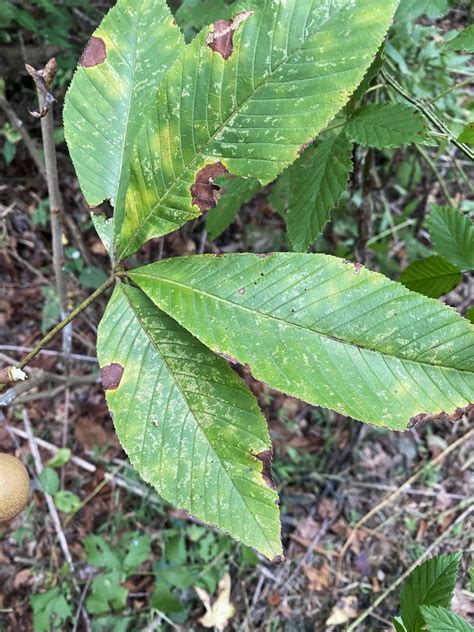 IMG_5196 (1).jpg 08.24.22 Red Buckeye Leaf - Steve Jones Great Blue Heron