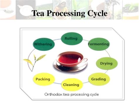 Tea manufacturing process part 1