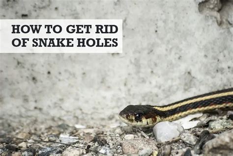 How to Get Rid of Snake Holes in Your Yard (10 Tips)