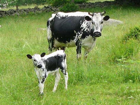 Types of Dairy Cows Breeds | The Abondance Cow is a mixed race breed of cow which originated in ...