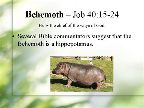 Mysterious Creatures Of The Bible Behemoth Job 40