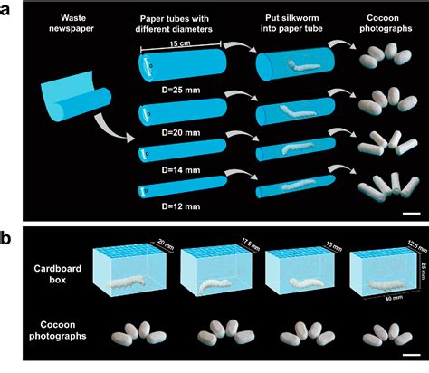 Figure 1 from Natural Silkworm Cocoon Composites with High Strength and Stiffness Constructed in ...