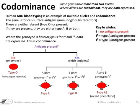 Select All The Examples Of Codominance