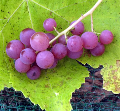 Buy Einset Red Seedless Grapes Online | Burnt Ridge Nursery-Burnt Ridge Nursery