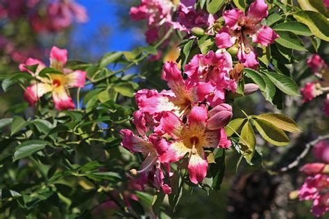 PLANTanswers: Plant Answers > Fall Flowering Tree in San Antonio: Silk-Floss Tree (Ceiba speciosa)