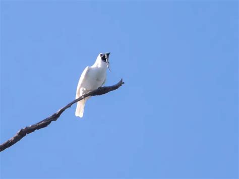 White bellbird - Facts, Diet, Habitat & Pictures on Animalia.bio