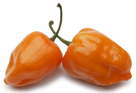 Habanero Orange Hot Chili Pepper 80 Seeds - VIRIDIS HORTUS